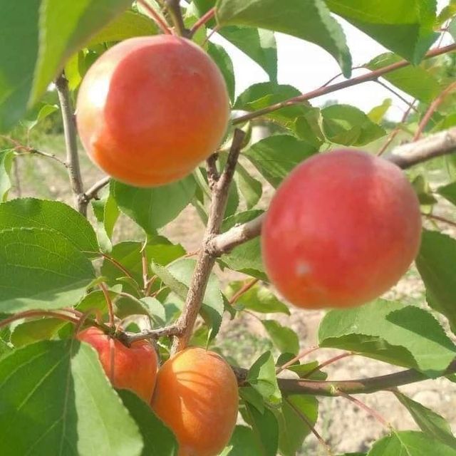 Apricot Organic No Degree of Processing Dried, Frozen, - Image 2