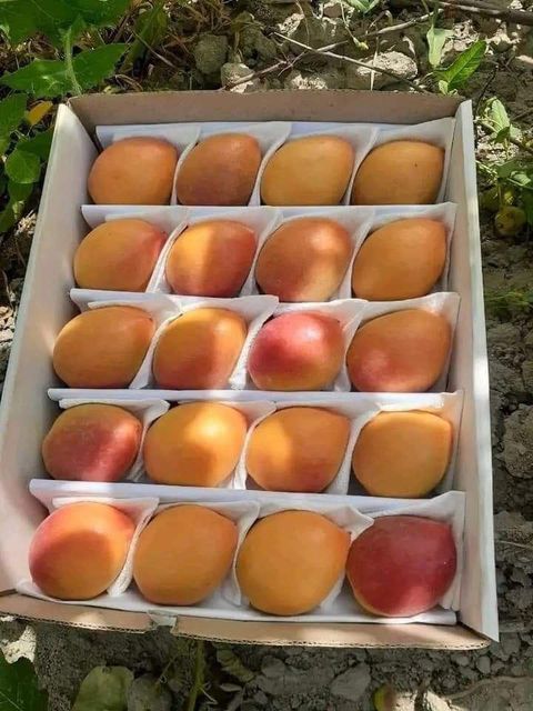 Apricot Organic No Degree of Processing Dried, Frozen, - Image 1