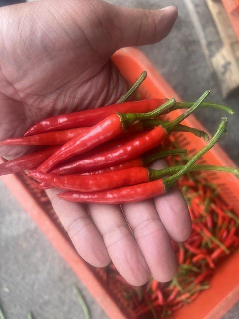 BIRD EYE CHILLI - Image 3