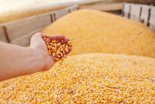 High Quality White and Yellow Corn Kernels From Brazil Low Moisture Maize for Animal Feed OEM Packing Direct Export - Image 2