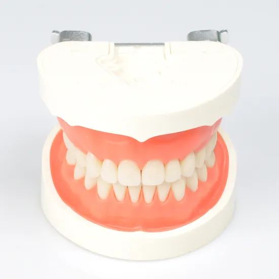 Dynamic Dental Teching Tooth Model for Clinic Use Origin China Material PVC Certification CE Trademark DYNAMIC Model NO. DYNAMIC - Image 2