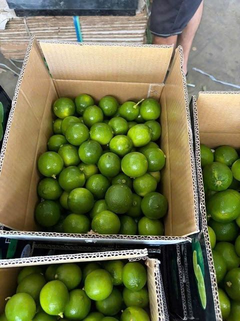 Fresh Seedless Lime ( Green Lemon) from Viet Nam Size S, M, L Texture Firm Net Weight 4.5 Kg Sizing S, M, And L Packaging 4.5 KG/BOX - Image 3