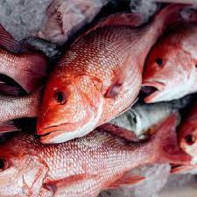 Frozen Redfish Red Drum Whole Fillet Steak High Quality IQF Seafood Export Wholesale Private Label - Image 5