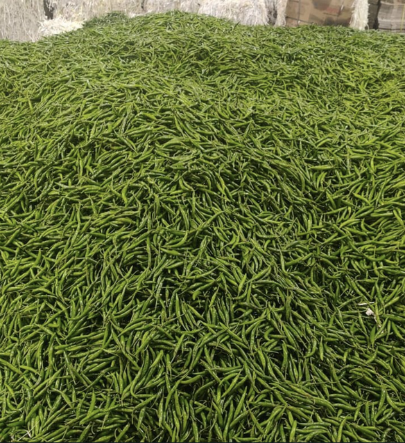 green Chilli Place of Origin INDIA Grade Export quality G4 Packaging AS PER BUYERS - Image 2