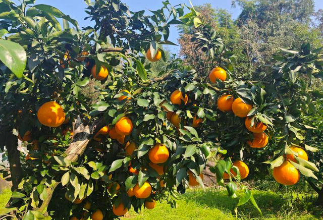 Premium Ehime 38 Jelly Orang Seed Presence None Acidity Less Than 0.5% Aroma Fresh Citrus Burst Skin Color Bright Orange - Image 2