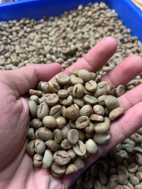 Robusta Green Beans Grade 1 - Image 2