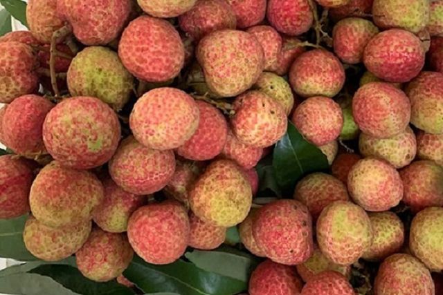 High Quality Tropical and sub-tropical fruit Green brow white flesh Fresh lychee Lichee From Vietnam For Export - Image 3