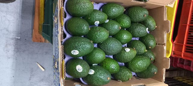 Hass Avocados - Image 4