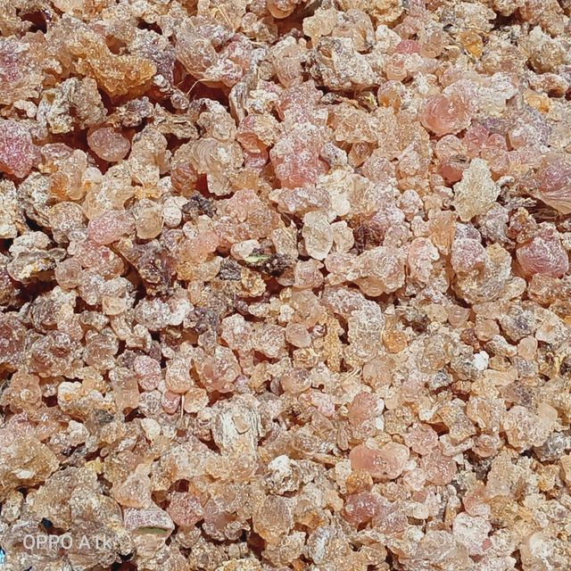 Talha arabic Origin Sudan Packaging Size 50kgs Quality Grade Grade 1 Minimum Order Quantity 50 - Image 2
