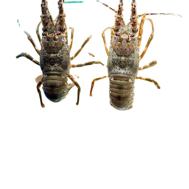 Frozen Crayfish Premium Seafood Selection With 98% Natural Purity For Wholesale Import And Retail Distribution - Image 4