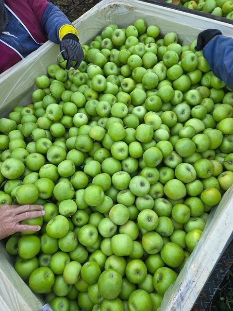 CLASS 1 Export Quality Granny Smith Apples from South Africa!! NEW CROPS!! Excellent packaging - Image 4