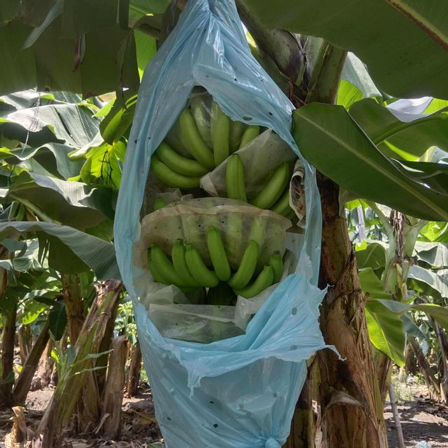 Fresh Cavendish Bananas - Image 3