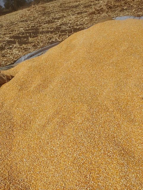 non gmo White corn, White Corn/Maize For Sale,Yellow Corn / Maize, current crop - Image 4