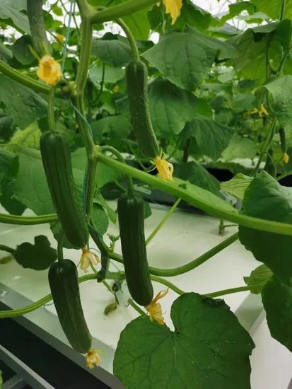 XPS Floating Rafts Foam Board Hydroponic Aquaponic Growing System - Image 4