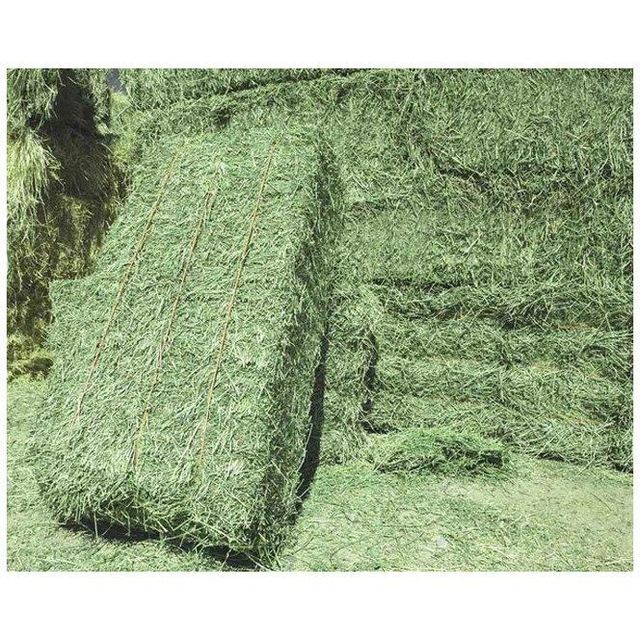 ready to supply alfalfa hay bays / Alfafa pellets / Dehydrated Alfalfa cubes timothy hay Alfalfa Hay / Timothy Alfafa Hay / Rhode Hay Alfalfa Hay for Animal Feed Cattle Horse Cow Chicken Pet - Image 3