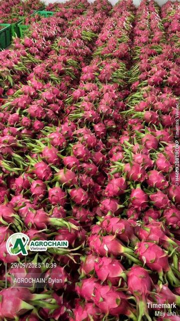 Dragon Fruit - Image 3