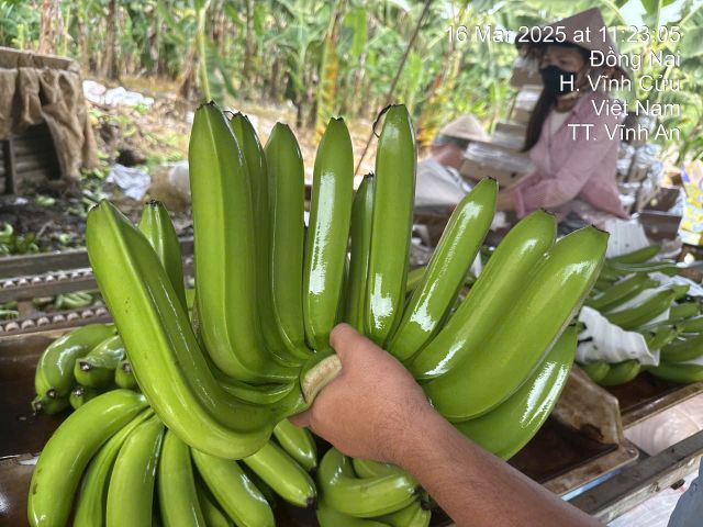 Premium Fresh Green Bananas – Sourced from Dong Nai, Viet Nam - Image 3