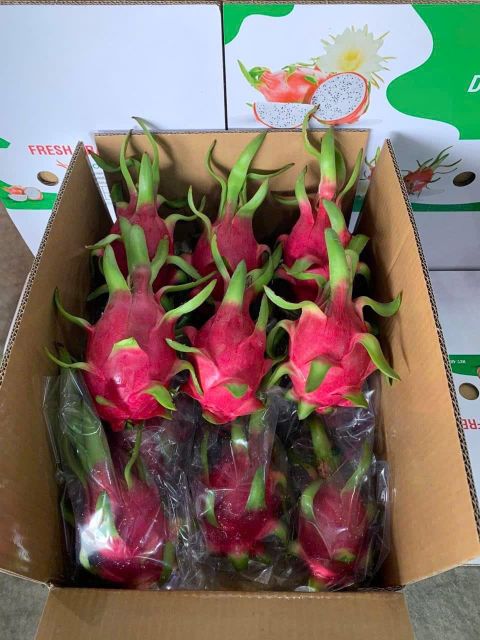 Premium Organic Dragon Fruit – Fresh from the Farm Color Vibrant Pink Flavor Sweet, Refreshing Texture Unique Spiky - Image 3