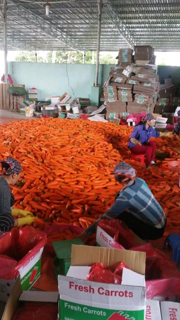 Agritec Fresh Carrots: Farm-Fresh and Non-GMO Size Medium Weight (kg) 10 Brand Name AGRITEC Place of Origin - Image 3