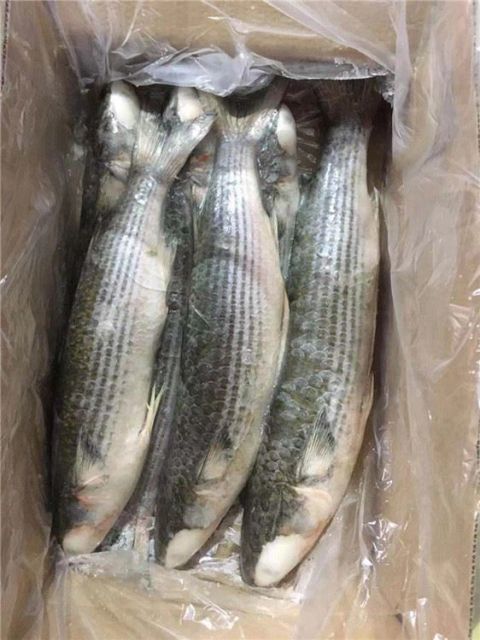 Wholesale Frozen Grey Mullet Frozen Grey Mullet Fish Whole Round IQF 90% NW - Image 4
