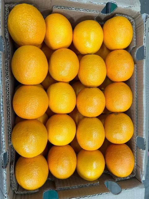 Fresh Valencia Oranges Export Quality - Image 4