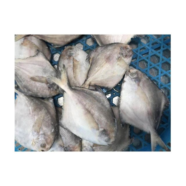 Good quality cheap price Frozen white Pomfret fish Cut Other Degree of Processing Other Freshness Level Fresh, Frozen Features No Artificial Flavors, No Preservatives, Organic - Image 4