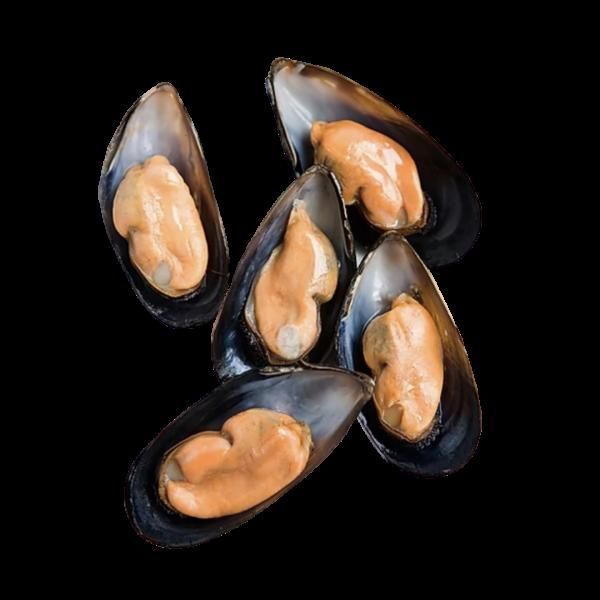 Top Quality Pure Frozen Seafood Musses With Shell / Mussels Meat For Sale At Cheapest Wholesale Price - Image 3