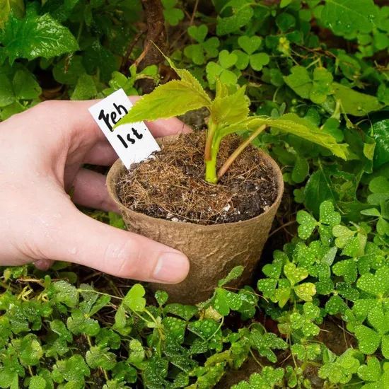 Plant Pot Making Machinebiodegradable Planting Pot Making Machine - Image 6