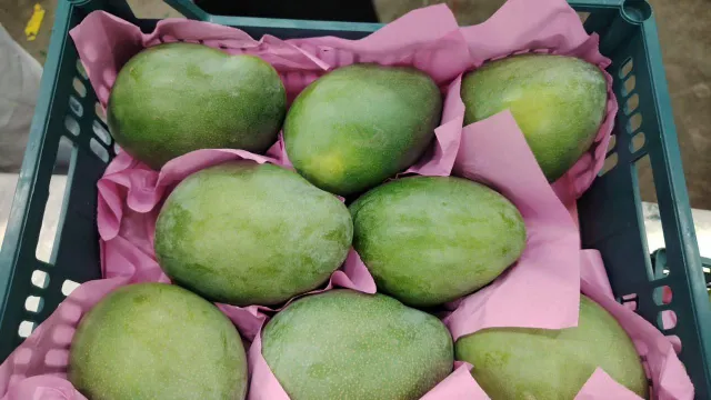 Mango kit - Image 2