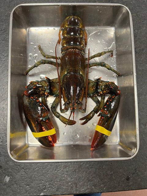 Live American Lobster Fresh Healthy And Delicious Seafood Carefully Selected For Outstanding - Image 3