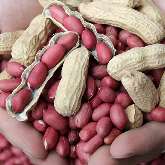 Groundnut Form Whole Origin India Organic natural Degree of Processing Natural - Image 2