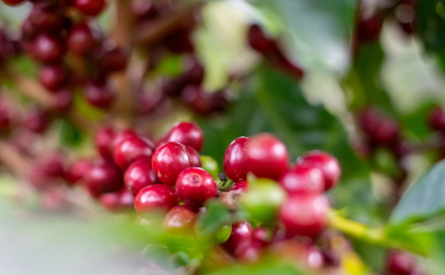 Kenyan Specialty Arabica Green Coffee Beans | SCA Cup Score 88 | Fairtrade Certified - Image 3