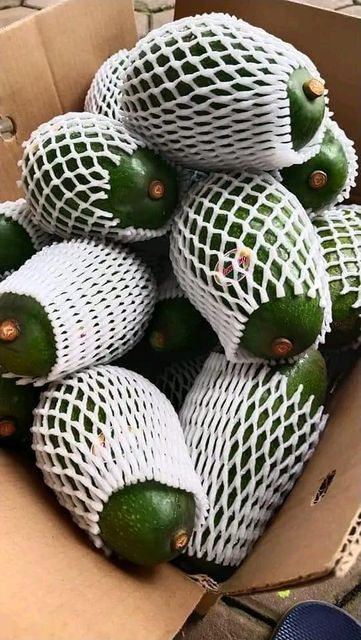 Pameling Avocado - Image 1