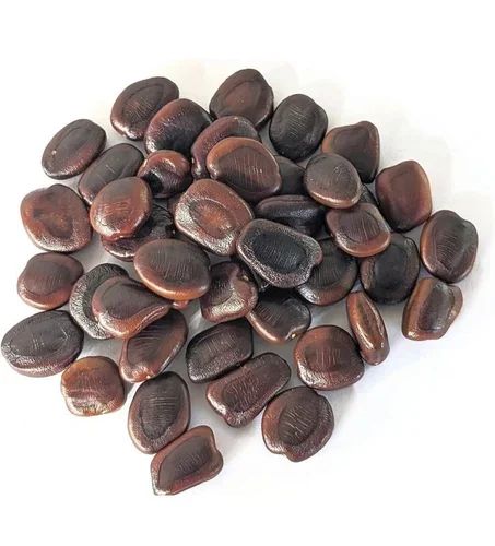 Tamarind seed  Tamarind kernel  Tamarind stone Tamarindus indica seed Tamarind kernel seed  Tamarind kernel powder (when processed)  Tamarind seed coat  Tamarind pit  Tamarind nut  Tamarind grain - Image 5
