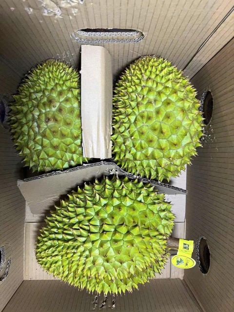 Fresh Durian Mongthong Aroma Strong Texture Creamy Size Whole Fruit Place of Origin Viet Nam Color Golden Yellow Flesh Grade A Weight 1.9-5.2 Kgs - Image 3