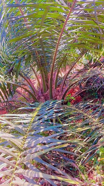Unrefined oik palm – product photo 3, product detail gallery