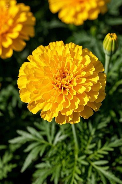 Marigolds – product photo 4, product detail gallery