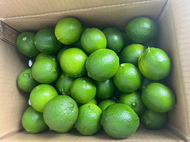 Vietnam fresh seedless lemon harvesting everyday box of 10kg - Image 3