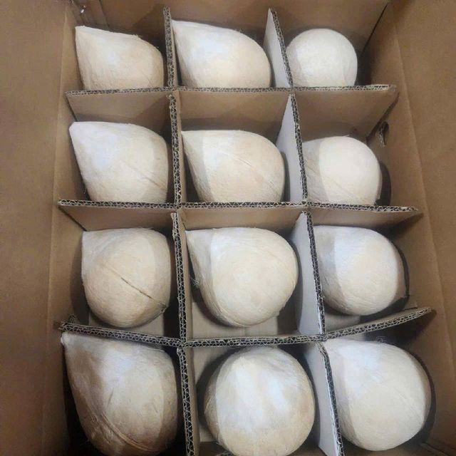 fresh coconuts Form Whole Organic Yes Origin Vietnam Degree of Processing Fresh - Image 3