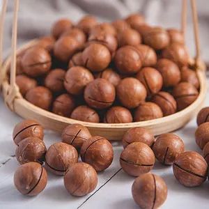 New Crop Yunnan Raw Macadamia Nut in Shell - Image 1