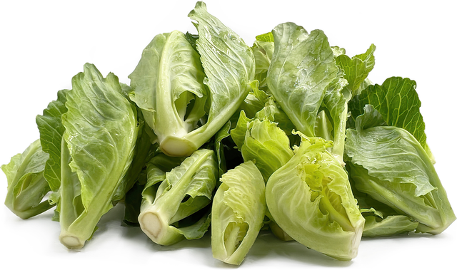 Fresh Vegetable Baby Cabbage - Image 3