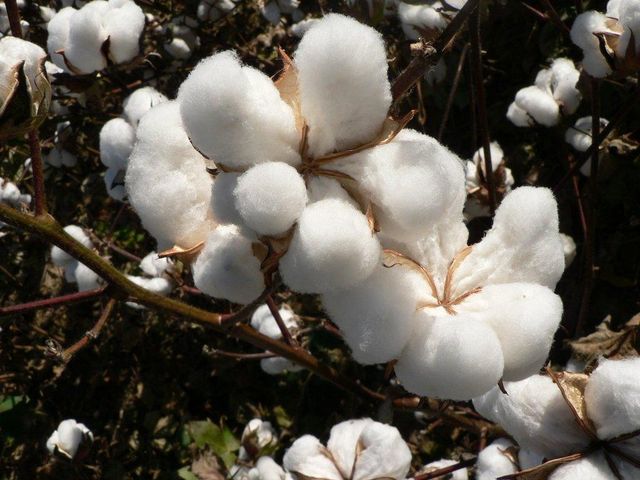 100% Organic Cotton Raw Cotton Material Fabric Breathable Eco-Friendly Anti-Bacteria Premium White - Image 5