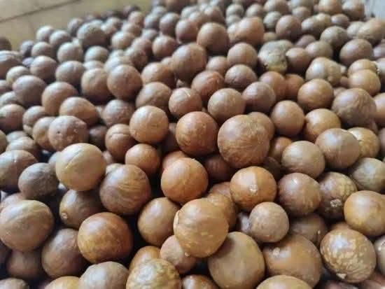Macadamia Nuts - Image 2