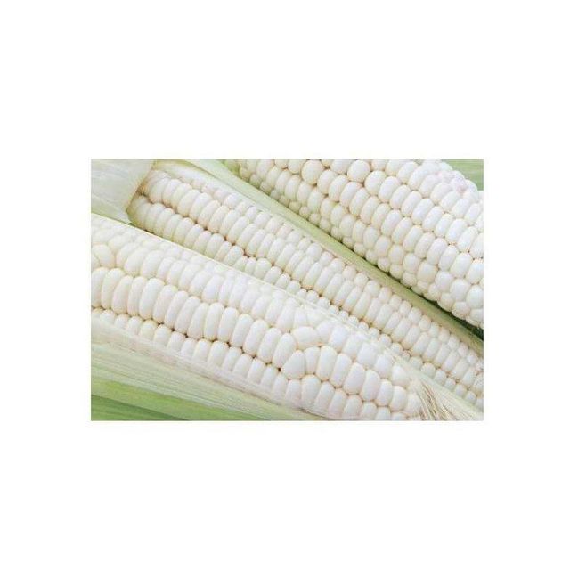 Wholesale white maize supply direct from top producers Grade A Features Gluten-Free, Organic Packaging Size > 1 kg to 5 kg, > 10 kg to 25 kg - Image 1