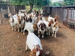 Galla Goats, Dorper And Beef Cattle Delivery Method Air Freight And Sea Freight - Image 1