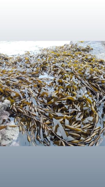 Macrocystis Dried seaweed Brown from peru - Image 7
