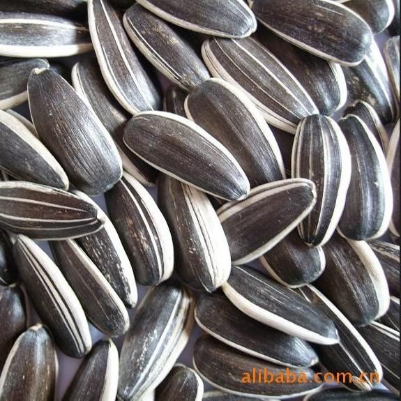 SUNFLOWER SEEDS - Image 2