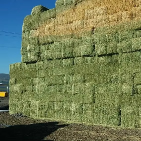 Premium Quality Fresh Alfalfa Hay Available For Sale Alfalfa Hay Packed And Delivered Safely In Bulk Quantities - Image 3