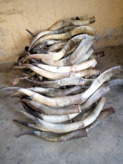 Paired Cow Horns - Image 3