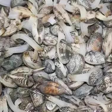 Fresh Short Necked Meat Frozen Baby Clams Shell On Style FROZEN Packaging Bag Brand Name MTH Address FUJIAN Ingredients - Image 3